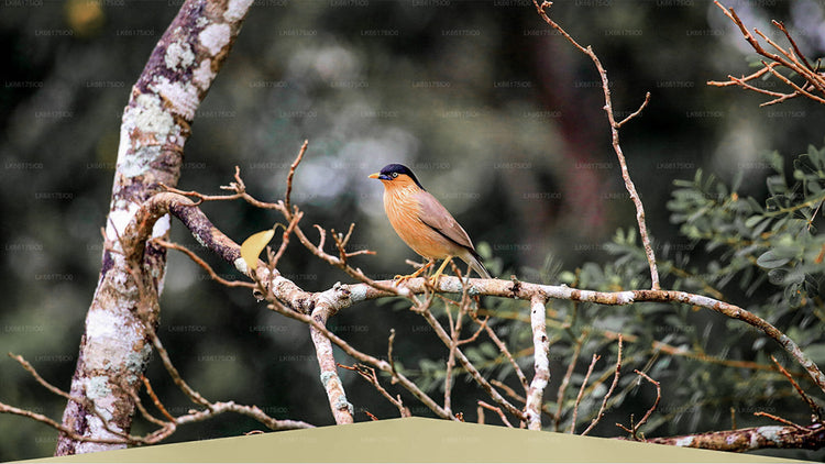 Birdwatching from Anawilundawa