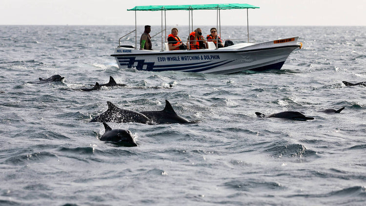 Whale Watching from Tangalle