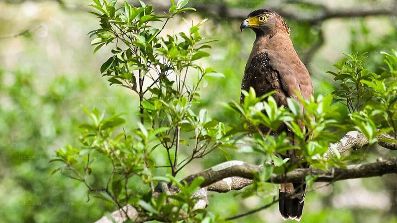 Recorrido por la vida silvestre que abarca aves y mamíferos (14 días)