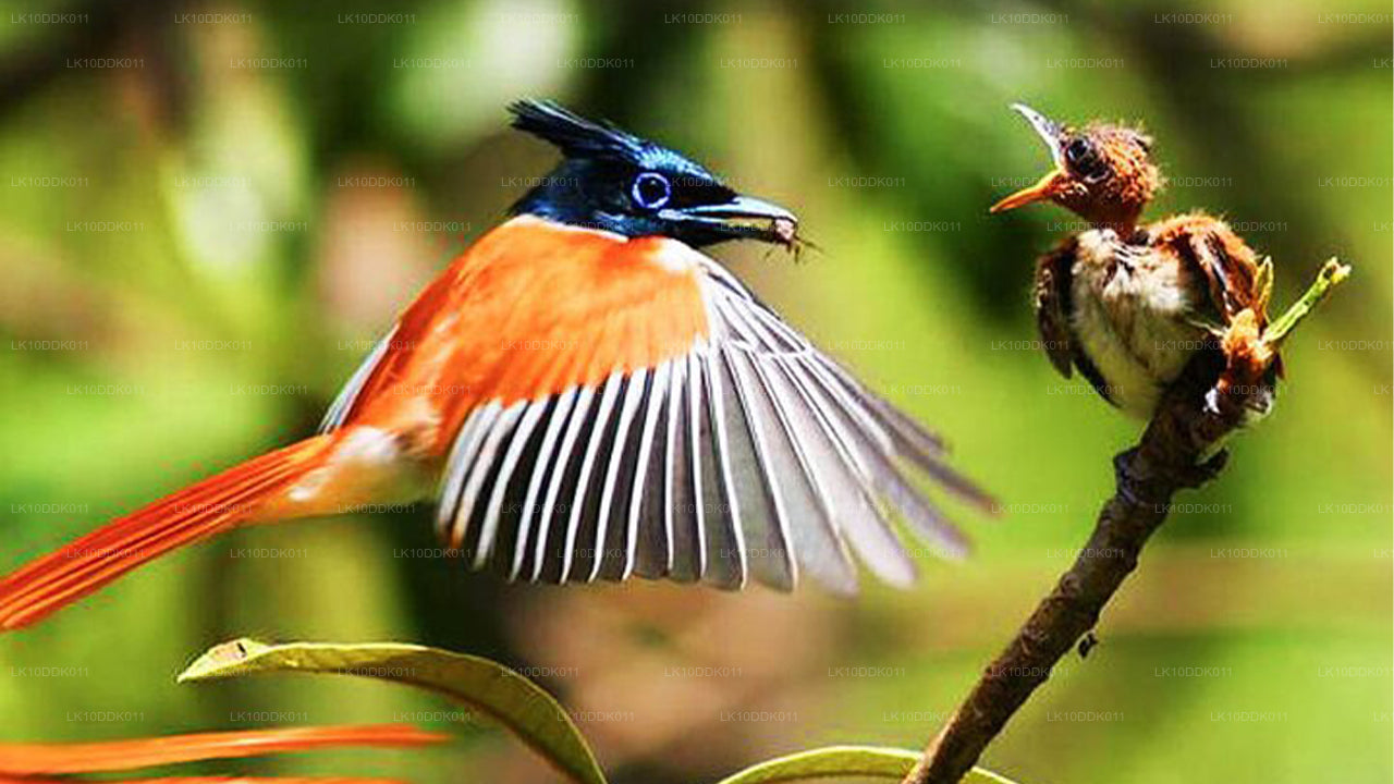 Recorrido por la vida silvestre que abarca aves y mamíferos (14 días)