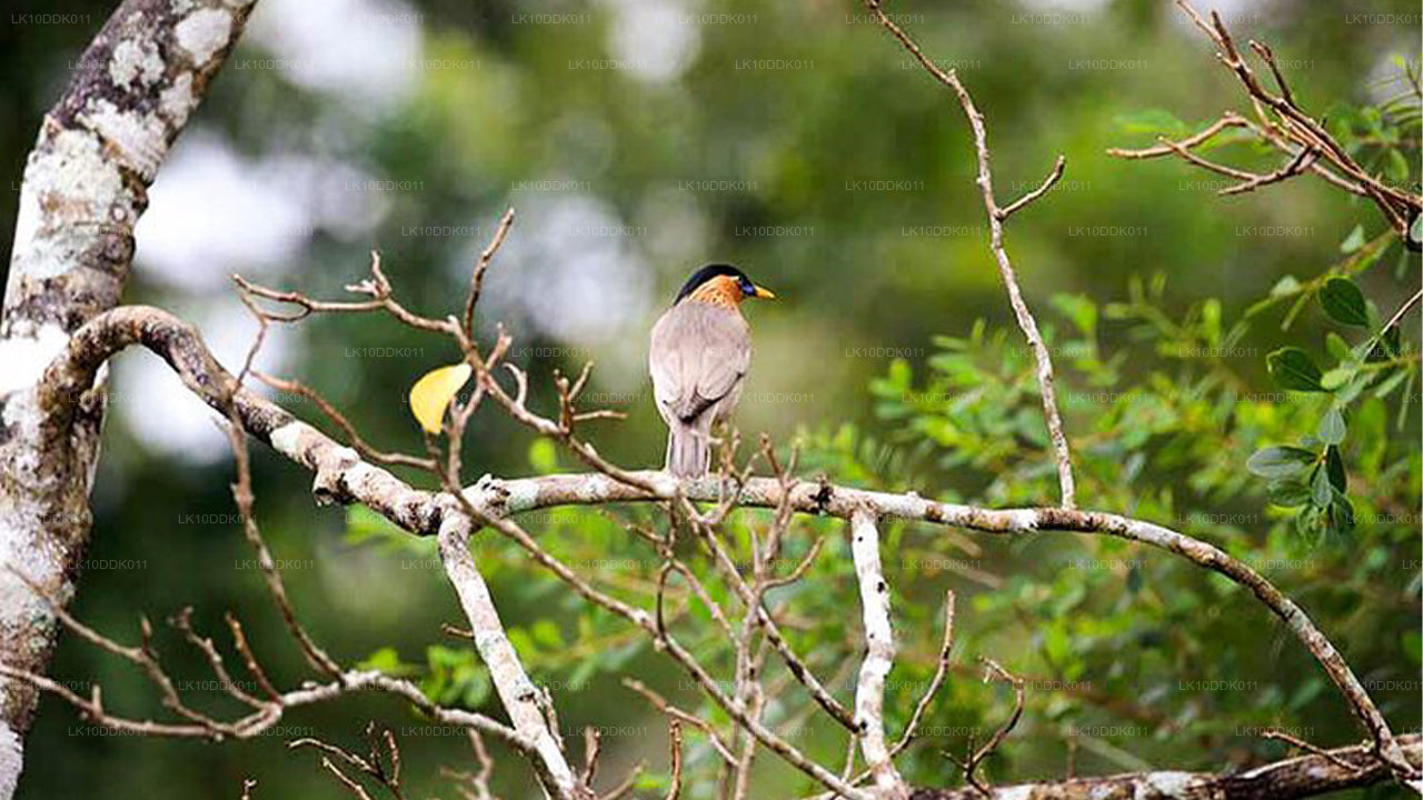 Recorrido por la vida silvestre que abarca aves y mamíferos (14 días)