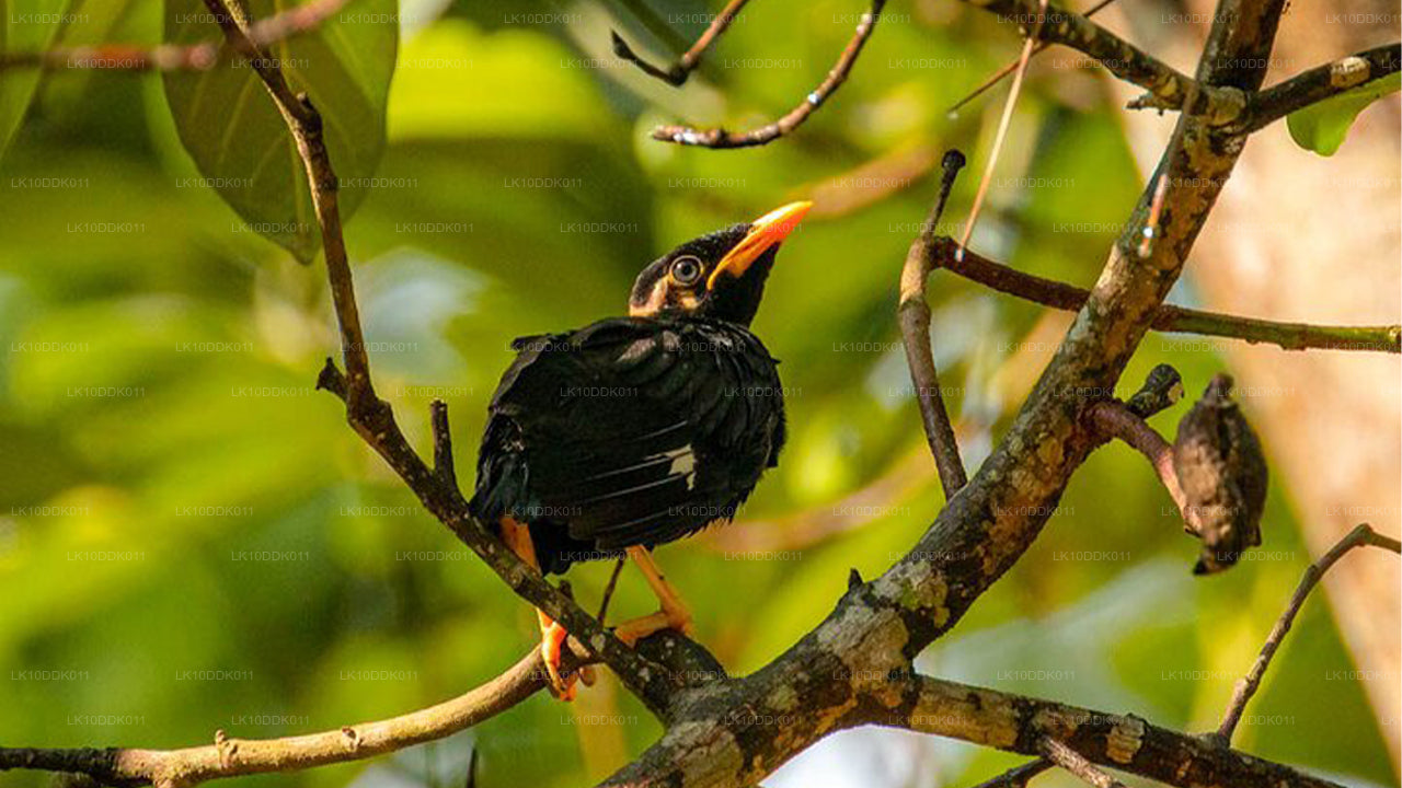 Recorrido por la vida silvestre que abarca aves y mamíferos (14 días)