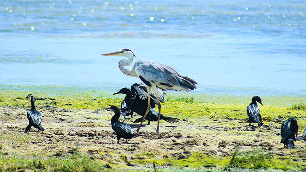 Recorrido por la vida silvestre que abarca aves y mamíferos (14 días)