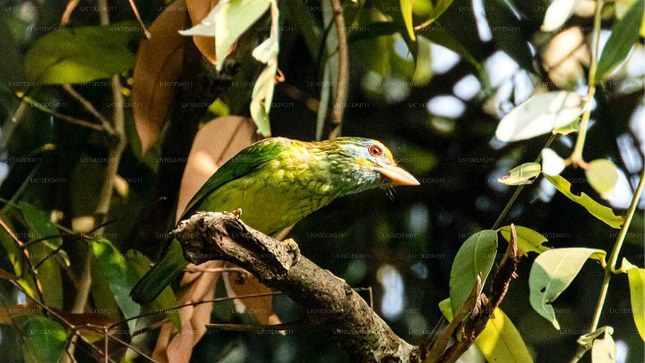 Recorrido por la vida silvestre que abarca aves y mamíferos (14 días)