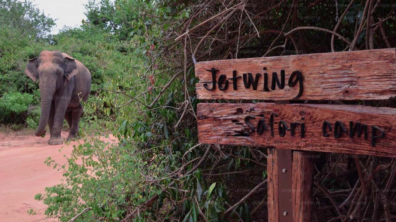 Jetwing Safari Camp, Yala