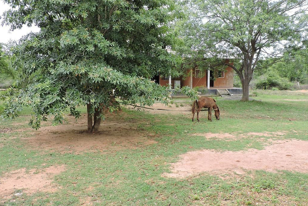 Complejo turístico Aranya, Yala