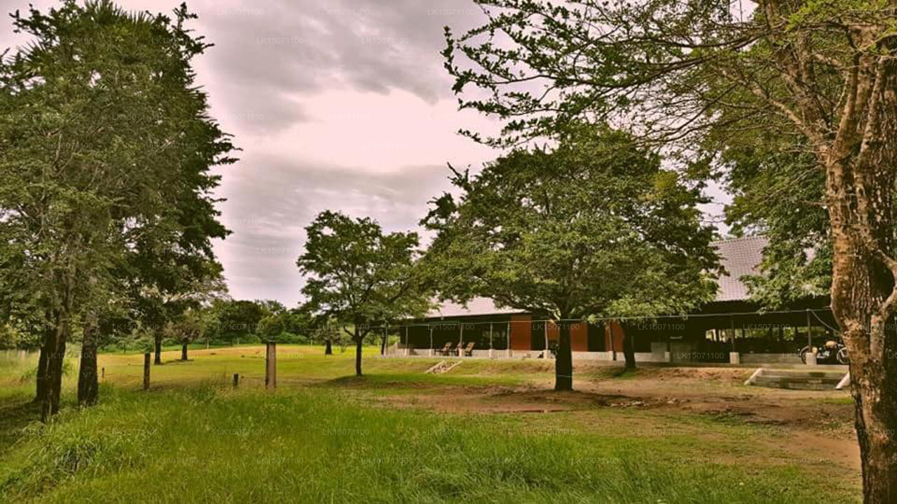 Governors Camp Bungalow, Wilpattu