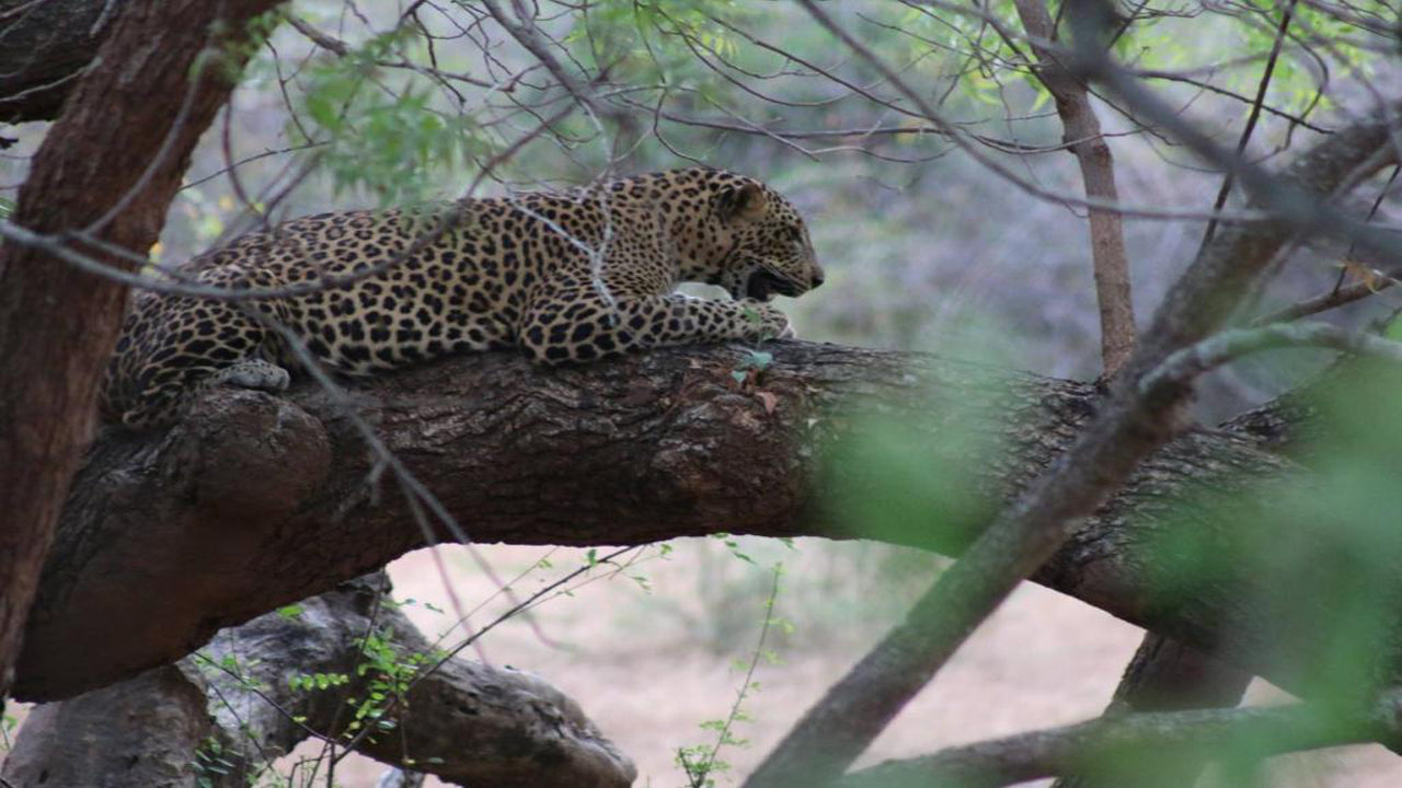 Safari en Wadula - Yala, Kataragama