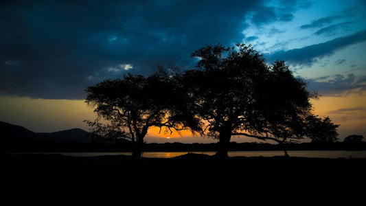 Safari en Wadula - Yala, Kataragama