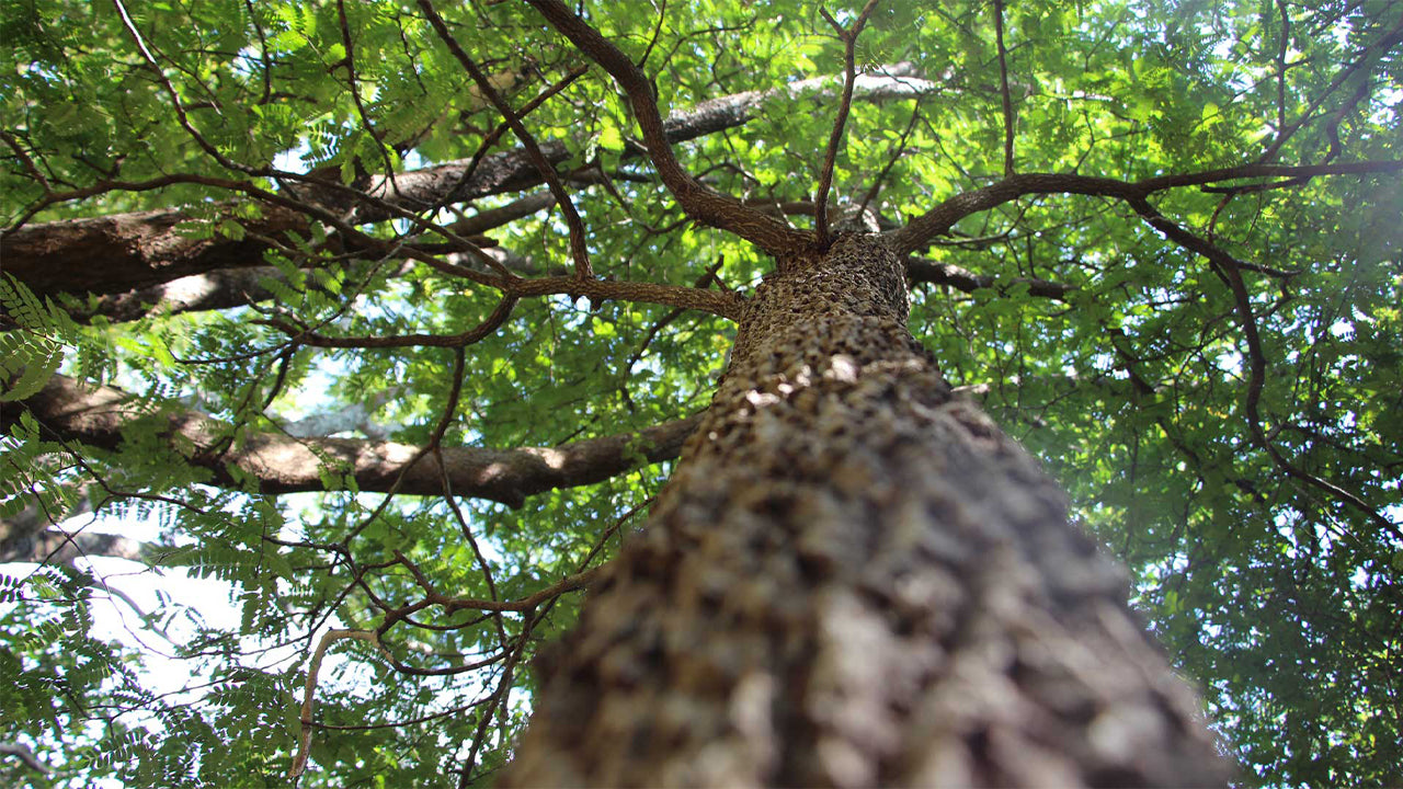 Arboreto de Popham, Dambulla