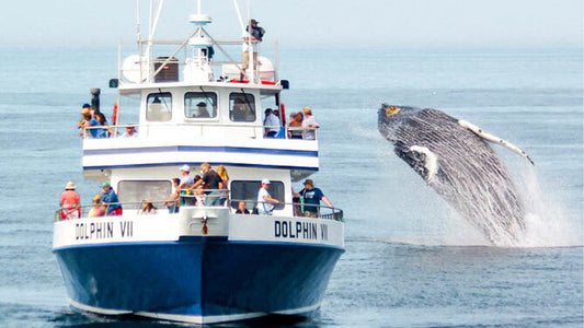 7 Hour whale watching cruise from Trincomalee