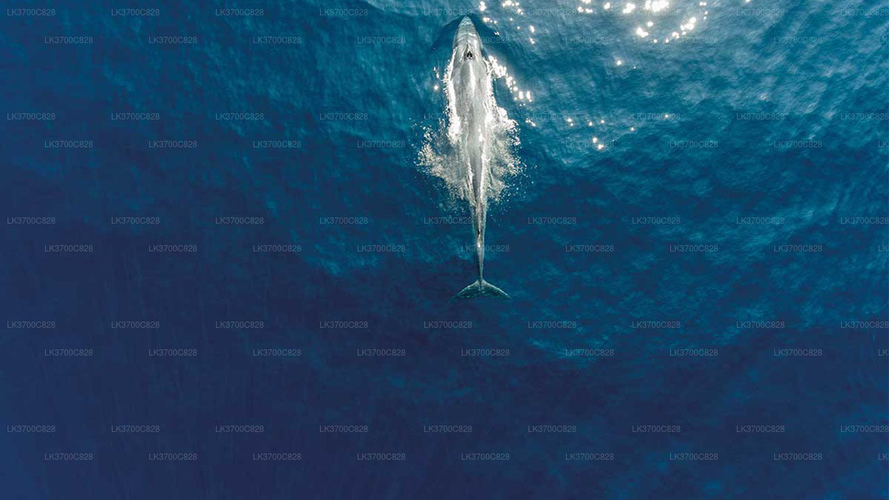 Arial Whale Watching by Airplane from Koggala Airport (KCT)