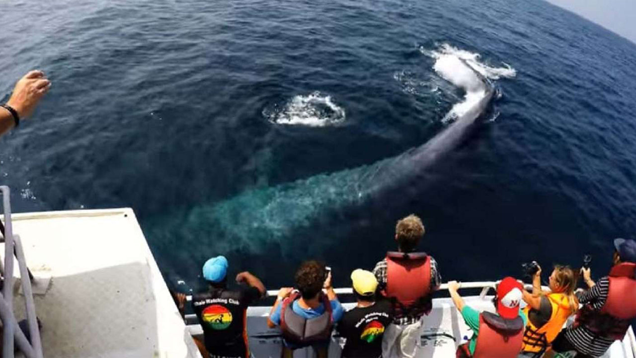 Shared Whale Watching Tour from Galle (8 Persons)