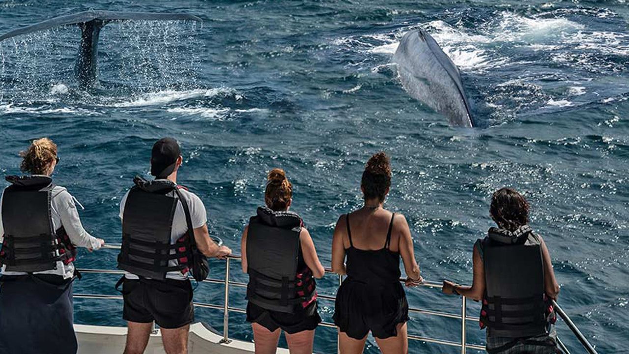 Shared Whale Watching Tour from Galle (8 Persons)