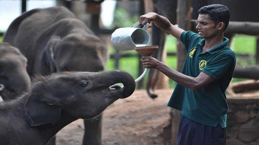 Safari en el Parque Nacional de Udawalawe con visita domiciliaria en Elephant Transit