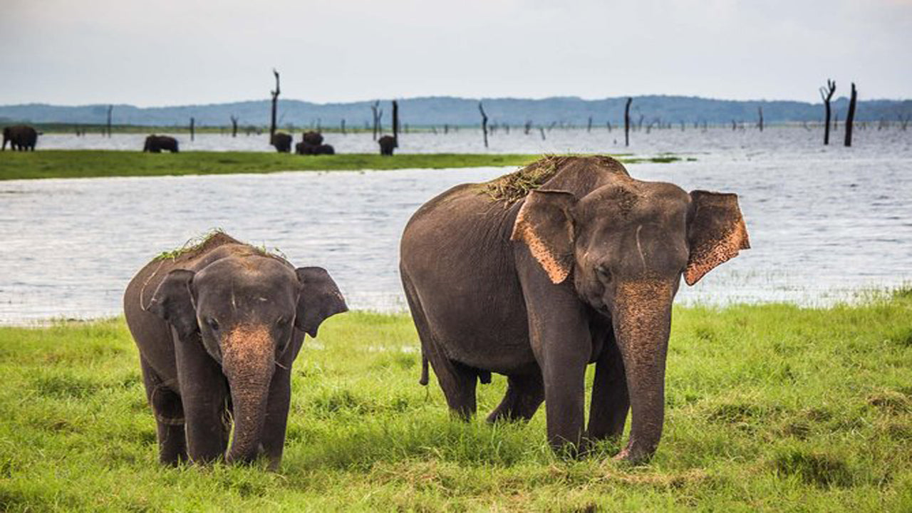 Safari en el Parque Nacional de Udawalawe con visita domiciliaria en Elephant Transit