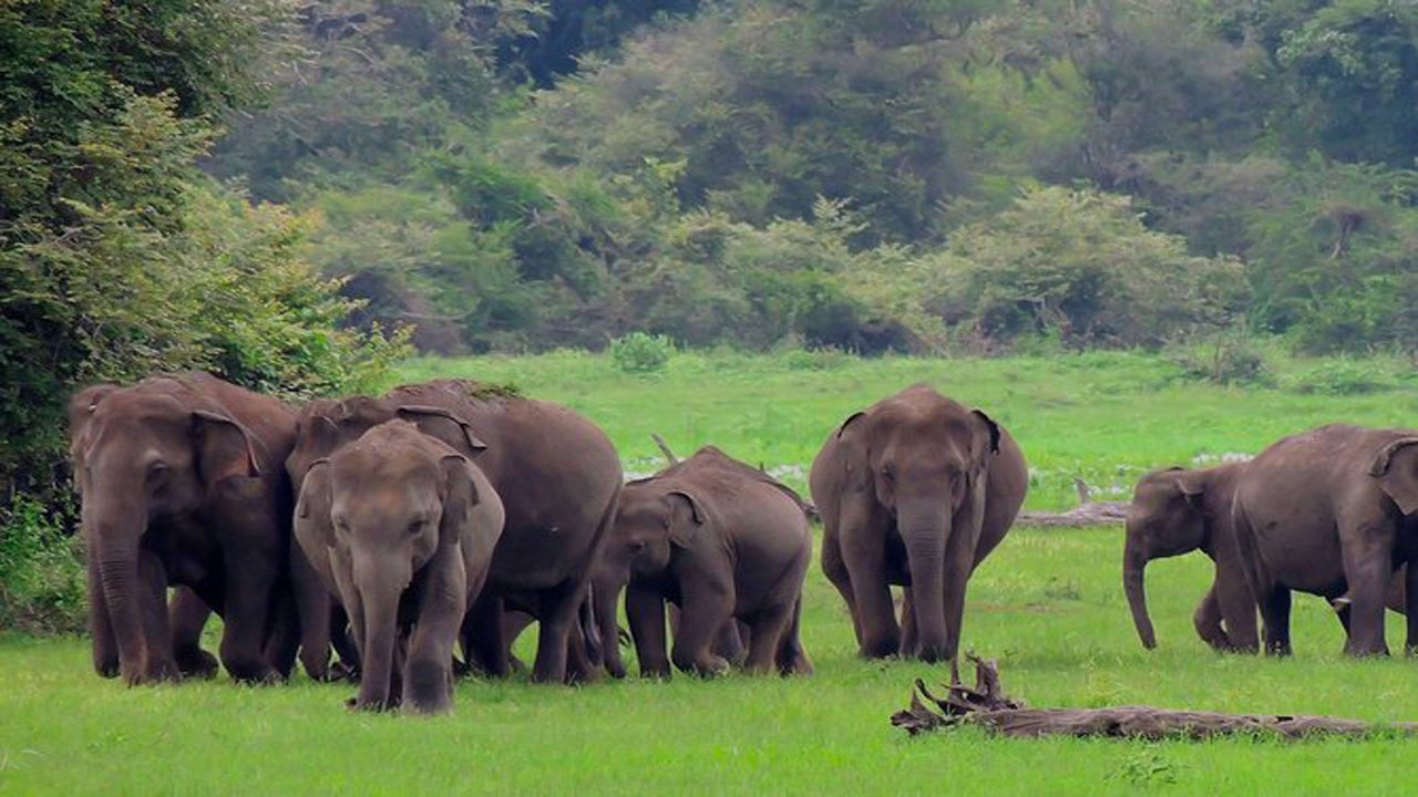 Safari en el Parque Nacional de Udawalawe con visita domiciliaria en Elephant Transit