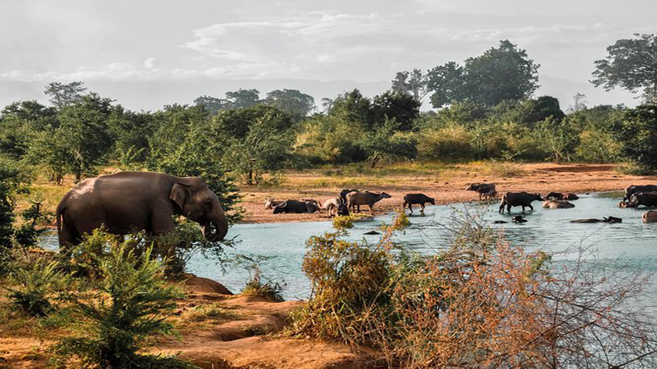 Safari en el Parque Nacional de Udawalawe con visita domiciliaria en Elephant Transit