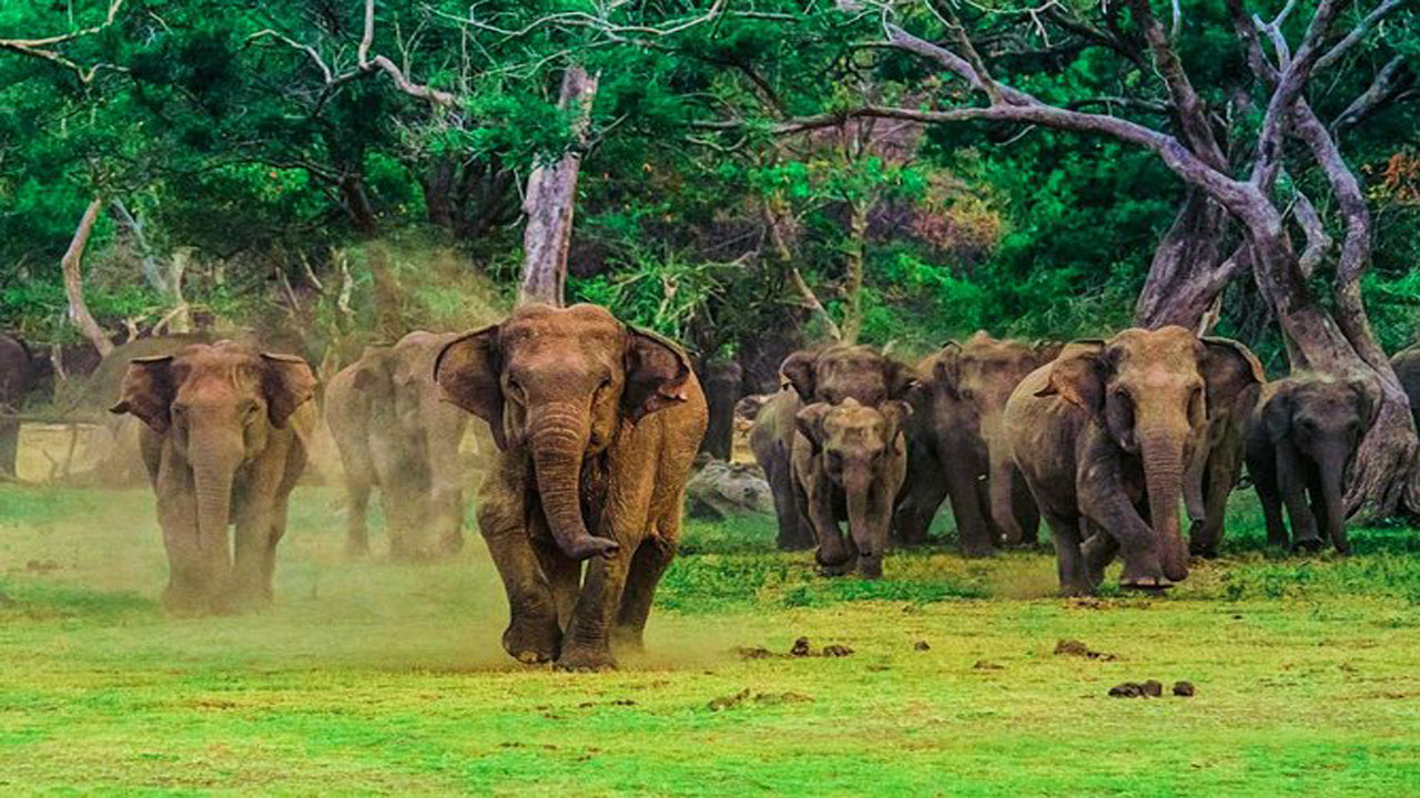 Safari en el Parque Nacional de Udawalawe con visita domiciliaria en Elephant Transit