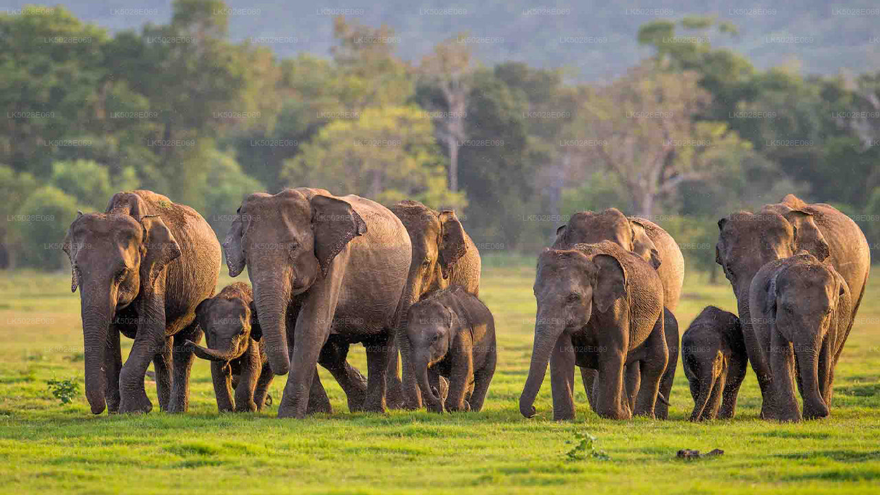 Safari privado de The Great Elephant Gathering desde Minneriya