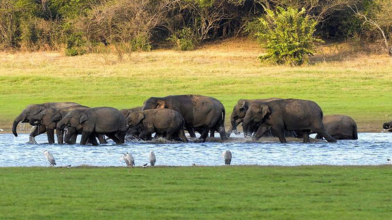 Safari privado al Parque Nacional Kaudulla desde Habarana, incluido un jeep con entradas (3 horas)