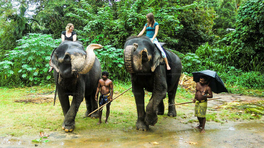 Visita de la Fundación Millennium Elephant desde Kitulgala