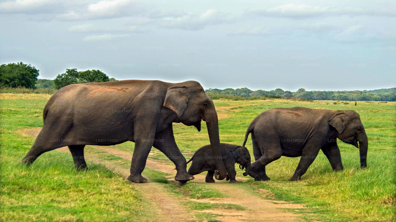 Safari en el Parque Nacional Minneriya desde Kitulgala