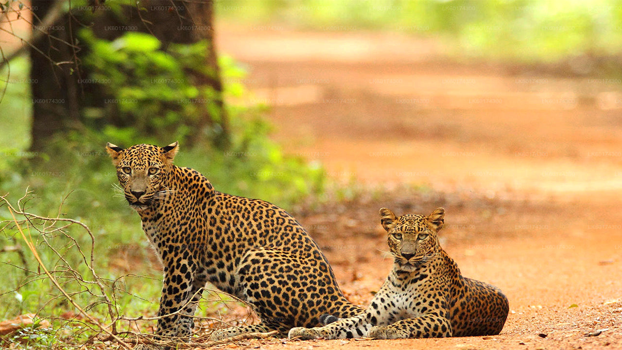 Safari al Parque Nacional Wasgamuwa desde Kandy