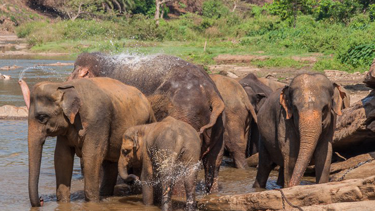 Safari por la roca de Sigiriya y elefantes salvajes desde Sigiriya