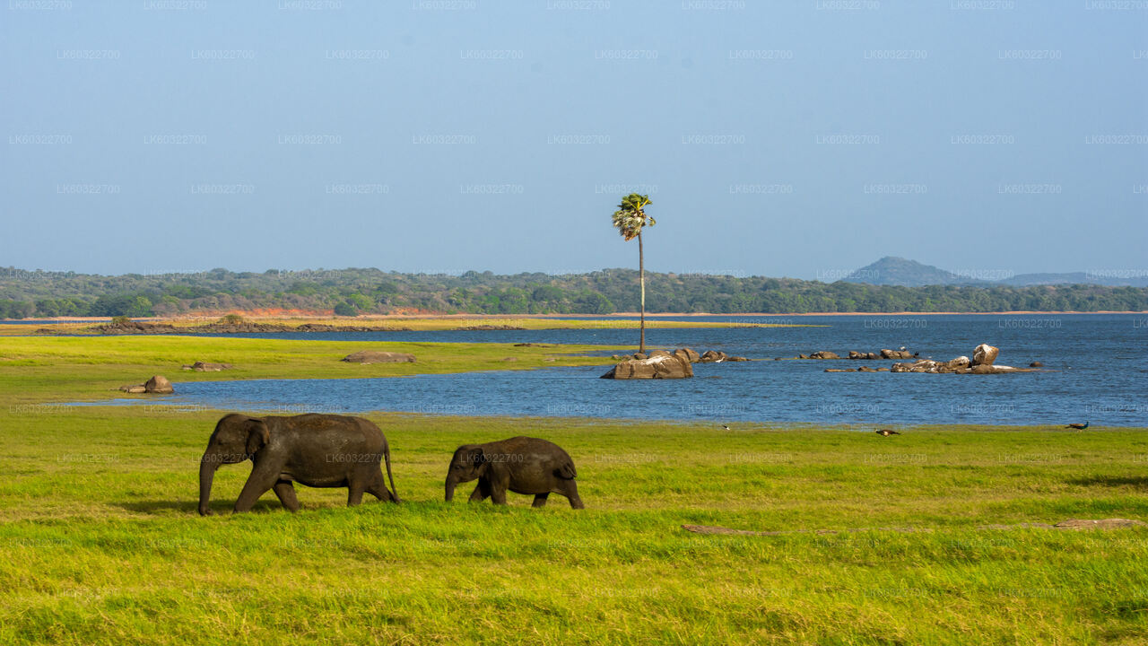 Minneriya National Park Safari from Habarana