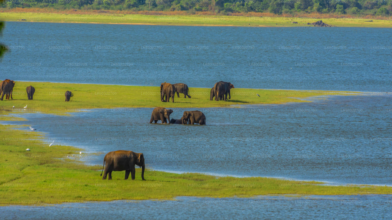 Minneriya National Park Safari from Habarana