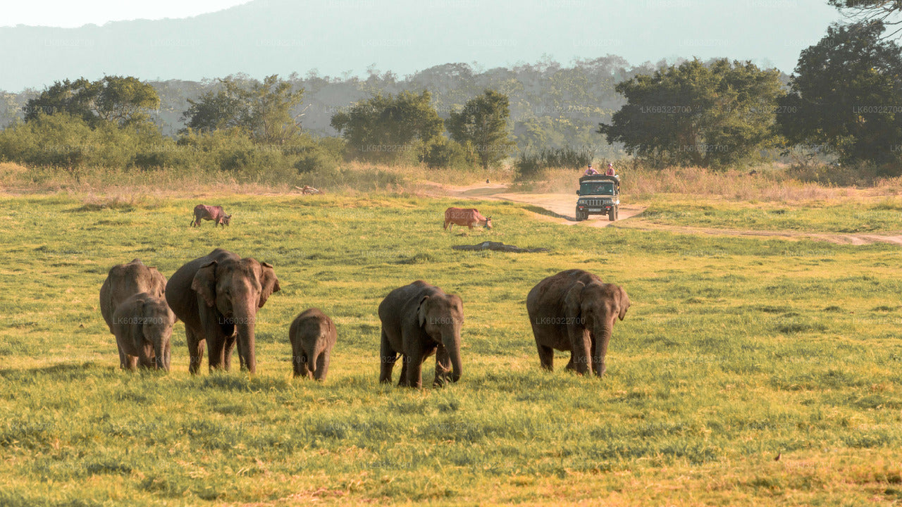 Minneriya National Park Safari from Habarana