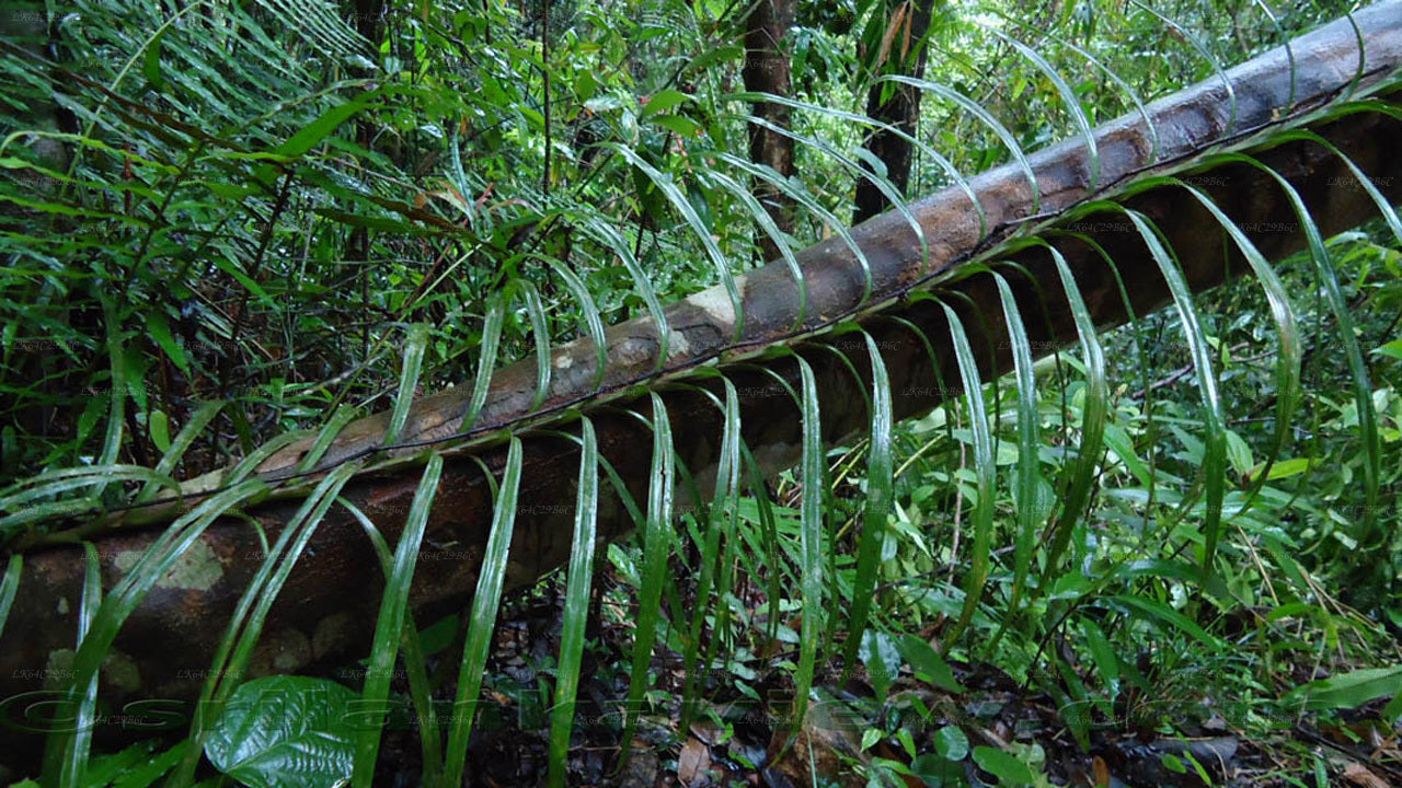 Sinharaja Rain Forest tracking to the Lions Rock