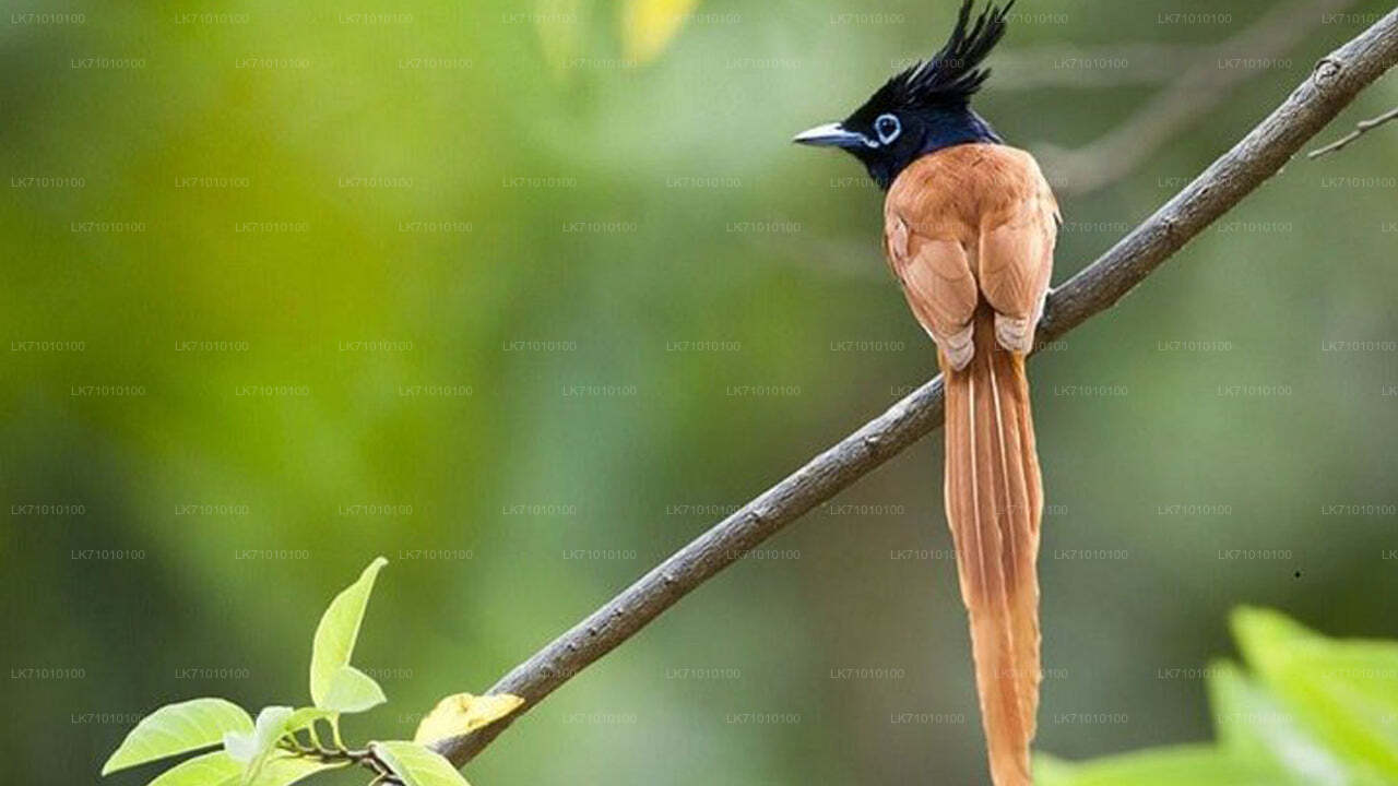 Entradas al parque ecológico Hurulu