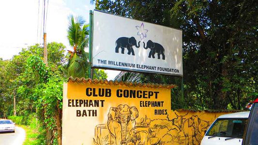 Entradas a la Fundación Millennium Elephant