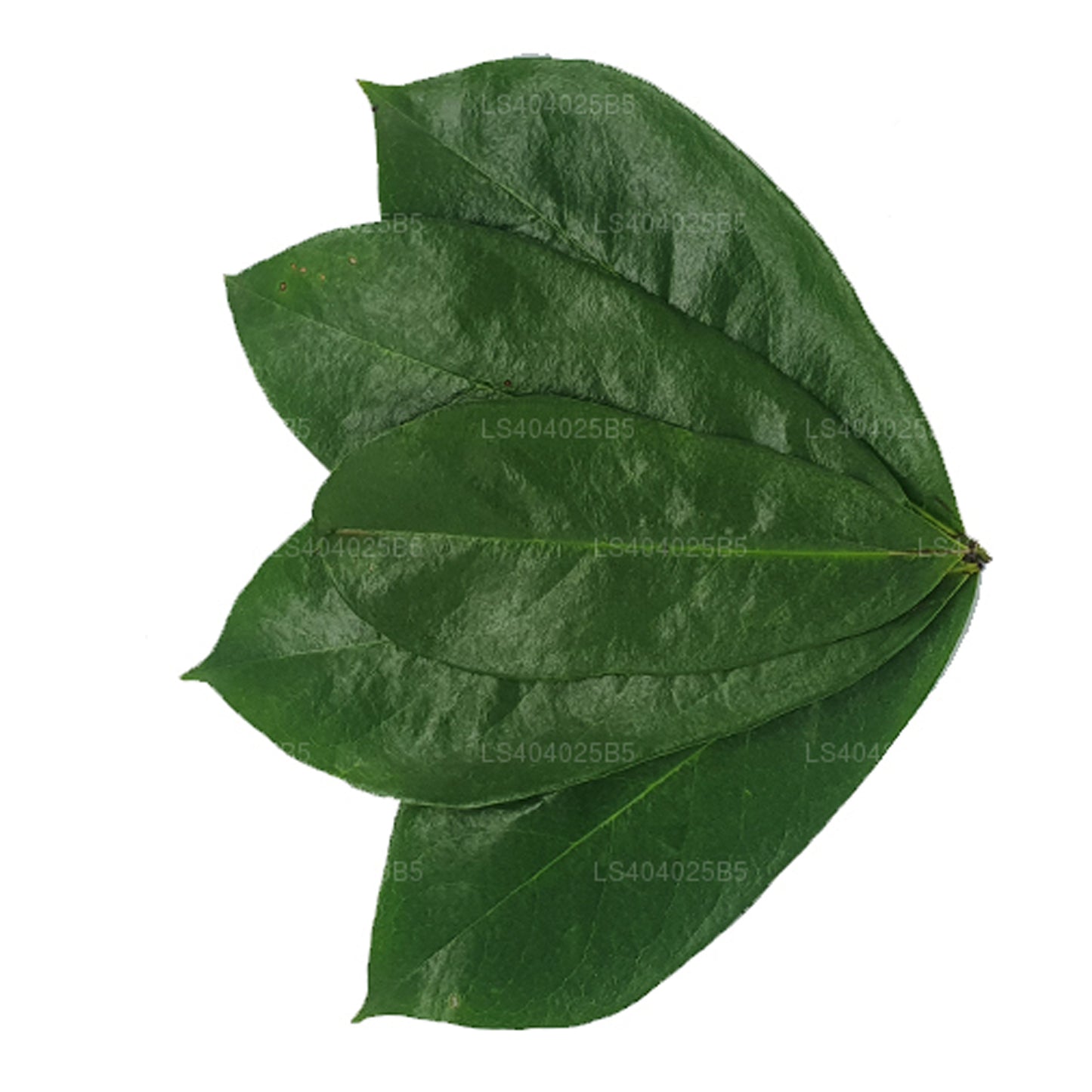 Guanábana recién seca (Annona Muricata) 400 hojas