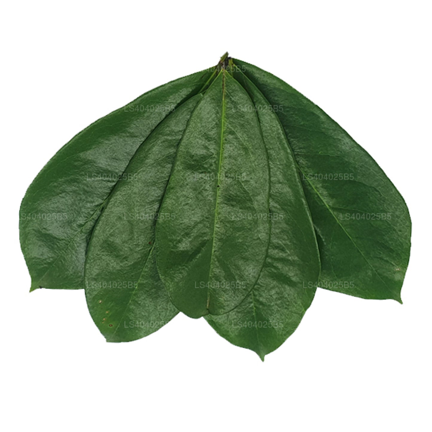 Guanábana recién seca (Annona Muricata) 400 hojas