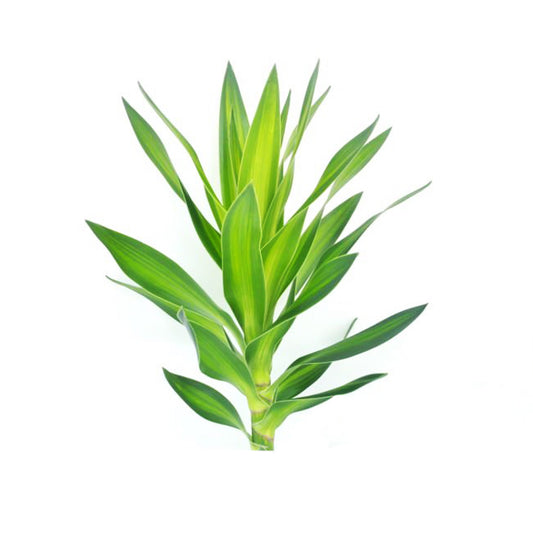 Lakpura Dracaena Reflexa «Verde» (50 hojas), tamaño mediano