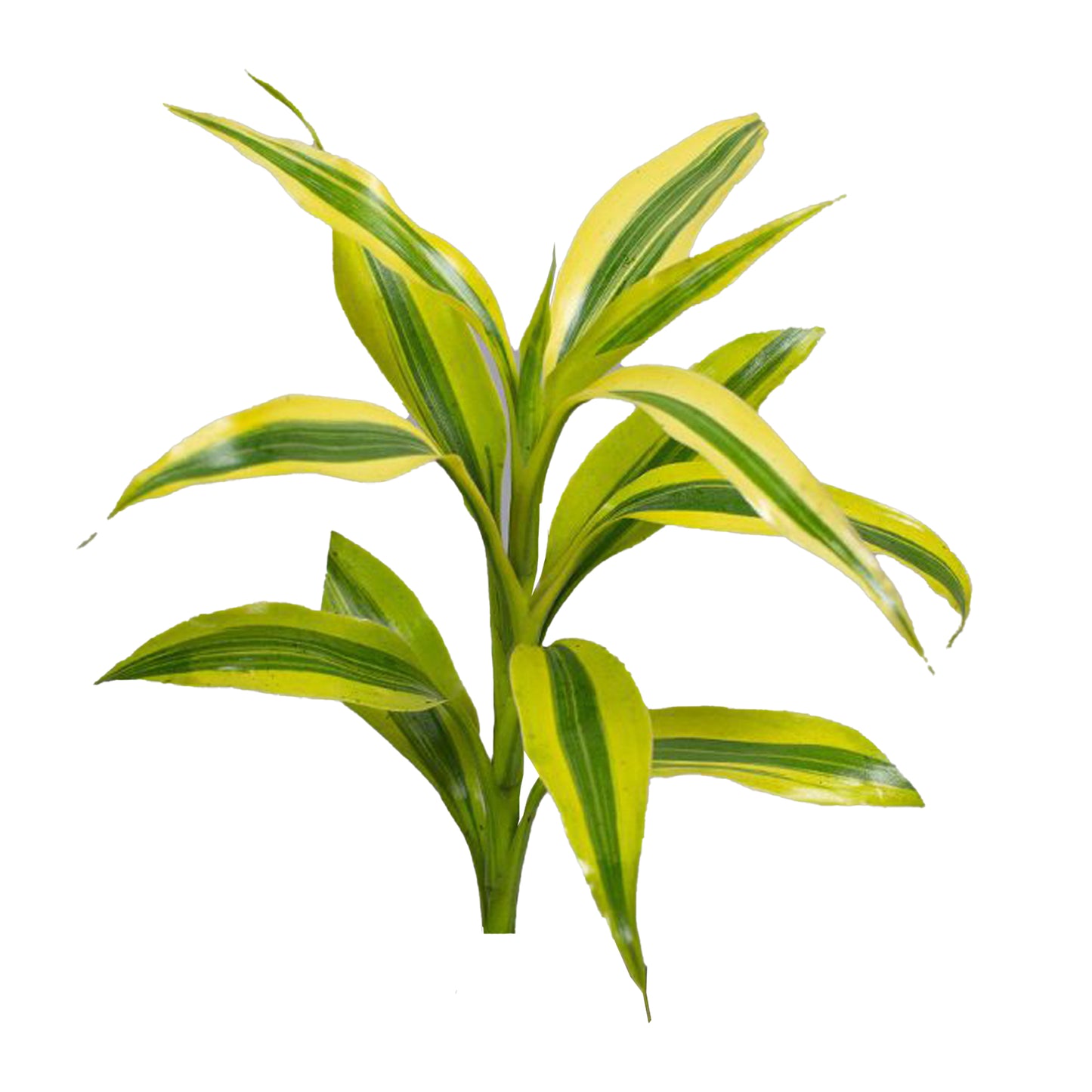 Lakpura Dracaena Sanderiana Gold (50 hojas), tamaño mediano