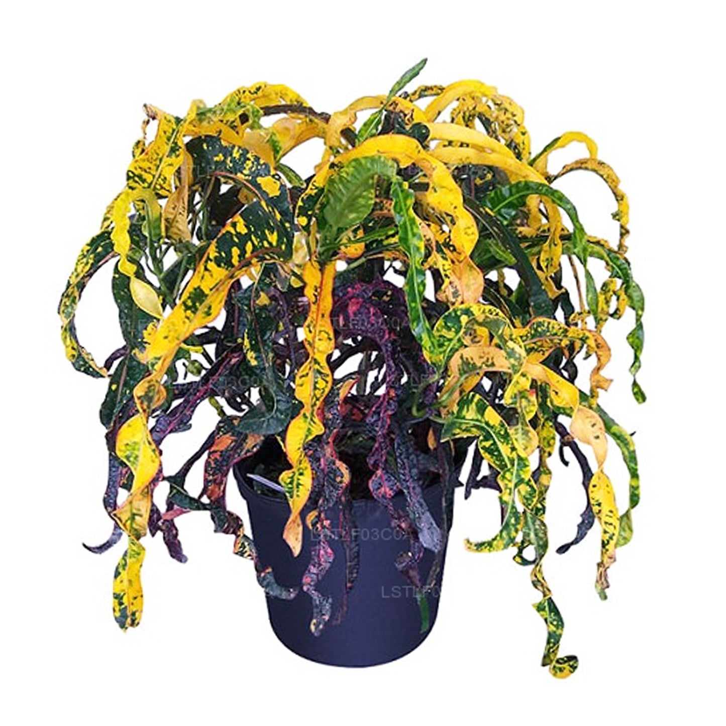 Lakpura Dreadlocks Croton (30 hojas)