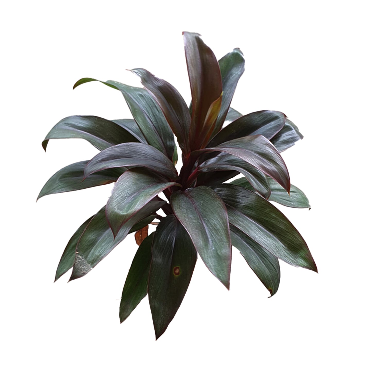 Lakpura Dracaena Purple Compacta (20 hojas), tamaño mediano