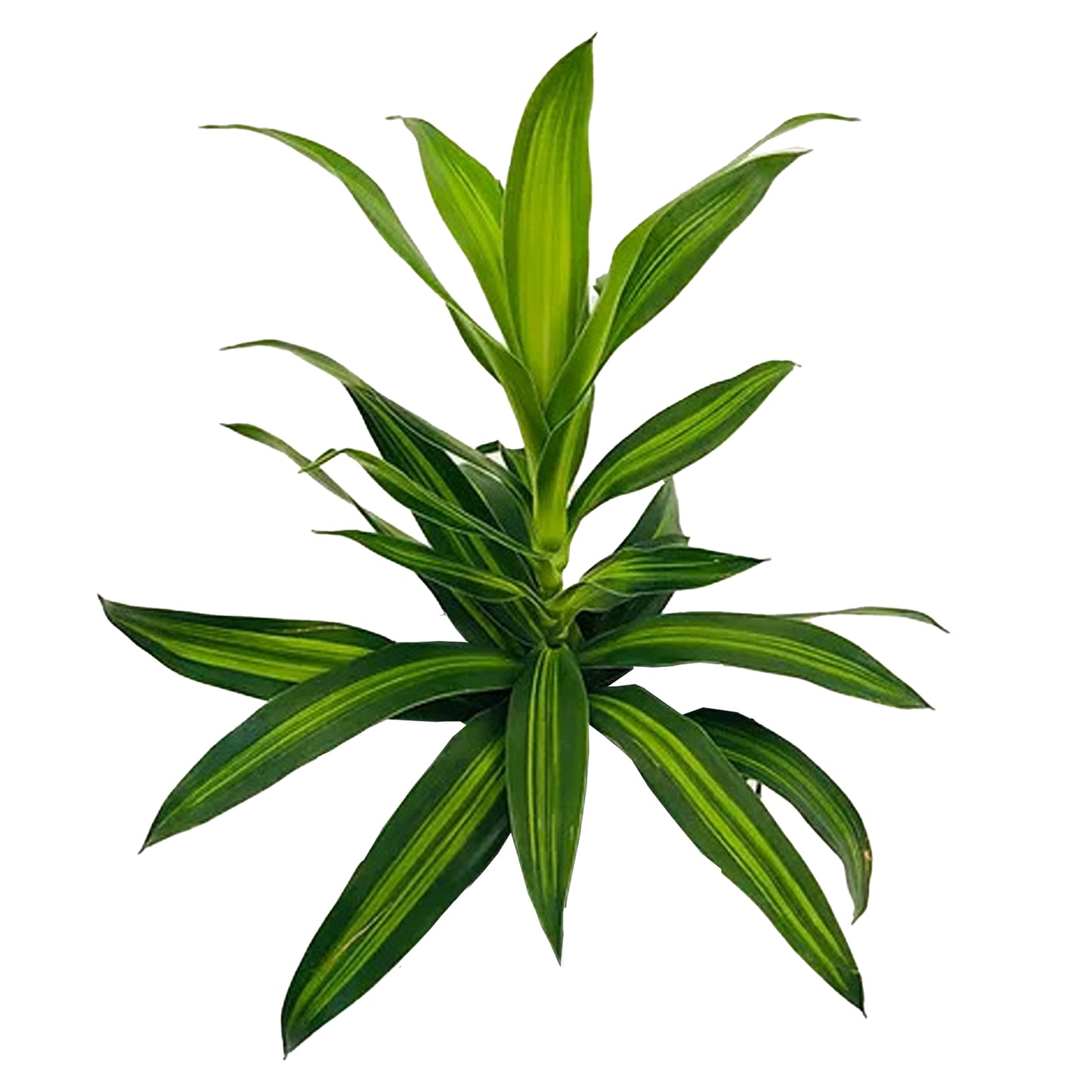 Lakpura Dracaena Reflexa «Canción de Jamaica» (50 hojas), tamaño mediano