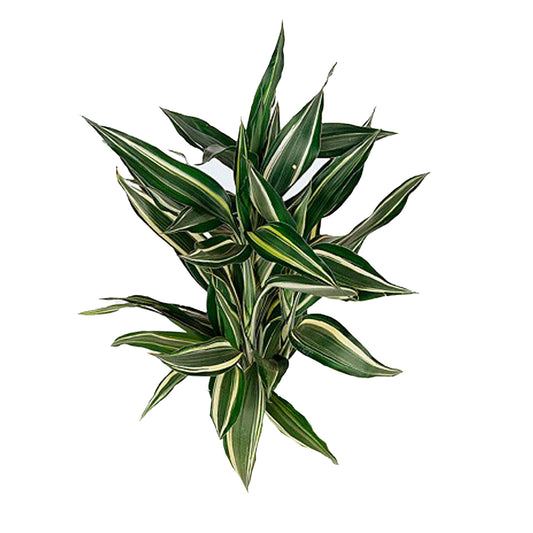 Lakpura Dracaena Sanderiana Victory (50 hojas), tamaño mediano