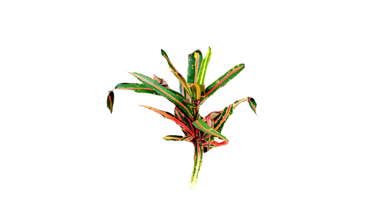 Croton Lakpura Victoria Gold Bell (50 hojas)