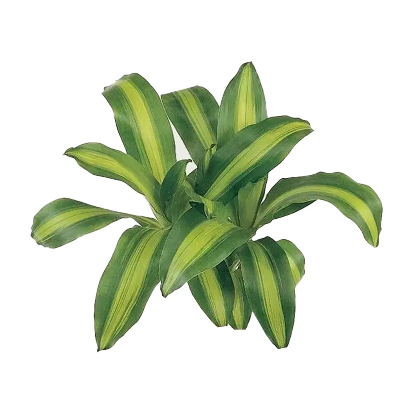 Lakpura Dracaena Massangeana (20 hojas) mediana