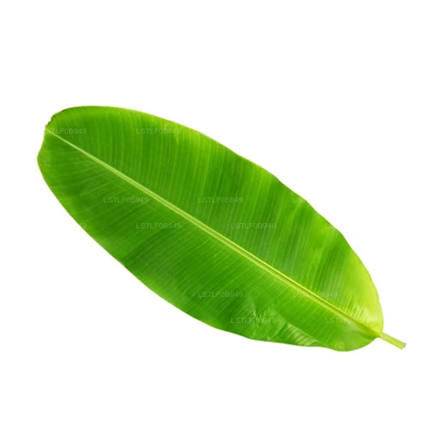 Hoja de plátano Lakpura (20 hojas) mediana