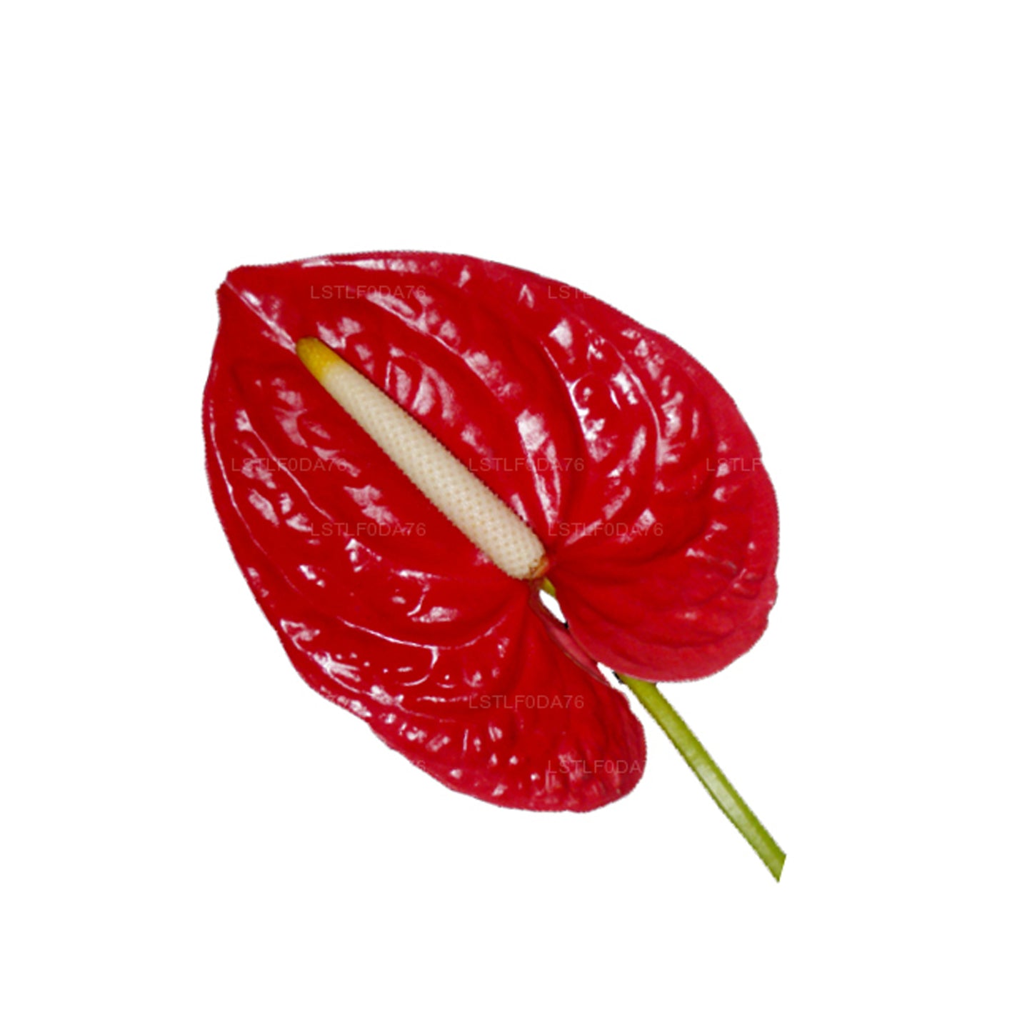 Anthurium Lakpura (20 flores)