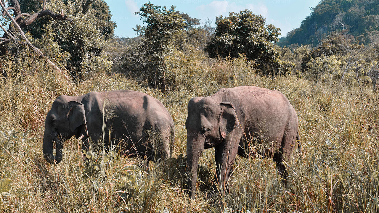 Excursión a la vida silvestre y al patrimonio mundial desde Galle (2 días)