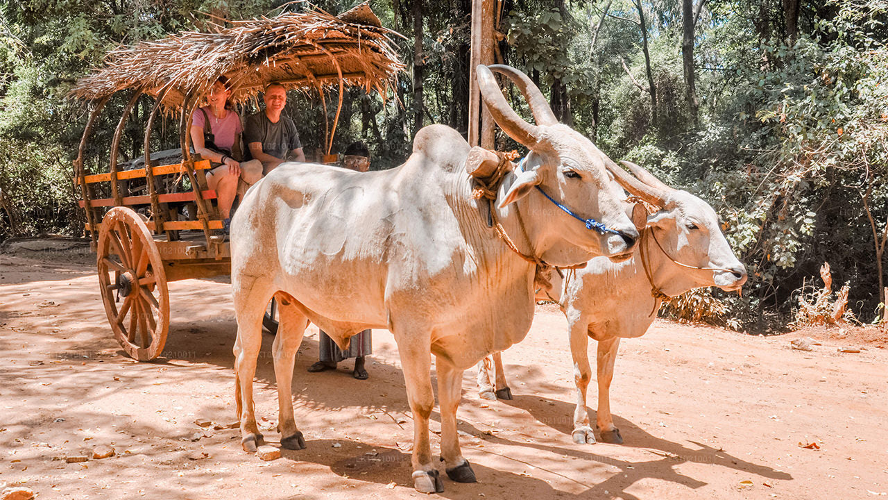 Excursión a la vida silvestre y al patrimonio mundial desde Galle (2 días)