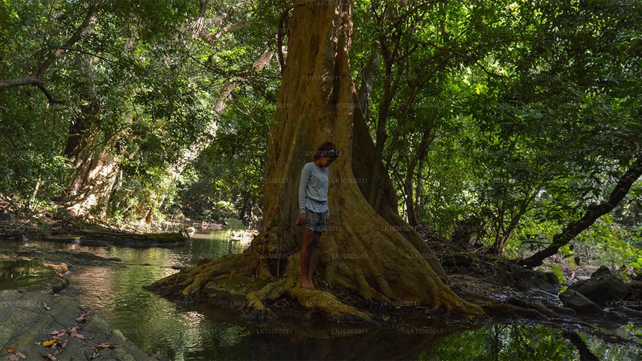 Excursiones ecológicas por Sri Lanka (3 días)